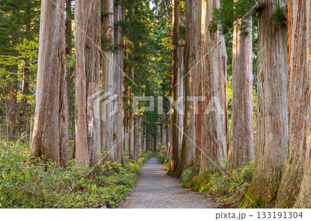 《長野県》戸隠・参道の杉並木 《長野県》戸隠・参道の杉並木 133191304