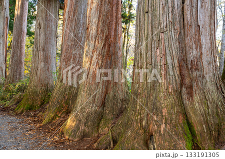 《長野県》戸隠・参道の杉並木 133191305