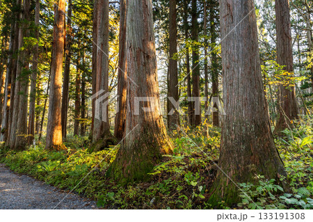 《長野県》戸隠・参道の杉並木 《長野県》戸隠・参道の杉並木 133191308