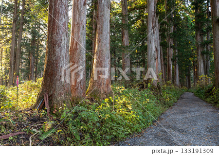 《長野県》戸隠・参道の杉並木 133191309