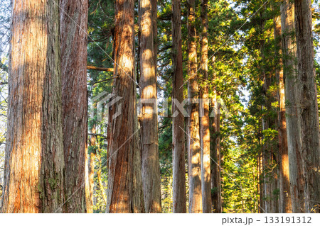 《長野県》戸隠・参道の杉並木 《長野県》戸隠・参道の杉並木 133191312