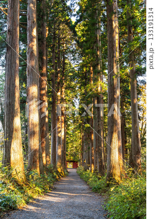 《長野県》戸隠・参道の杉並木 133191314