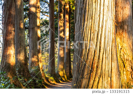 《長野県》戸隠・参道の杉並木 《長野県》戸隠・参道の杉並木 133191315
