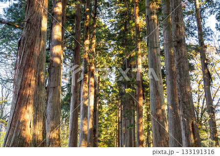 《長野県》戸隠・参道の杉並木 133191316