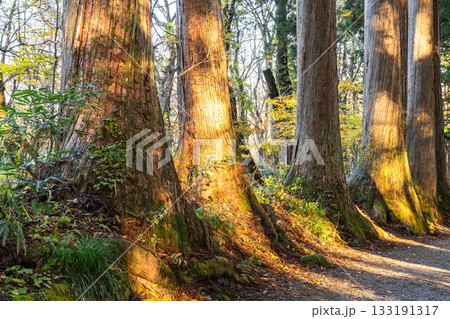 《長野県》戸隠・参道の杉並木 133191317