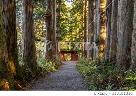 《長野県》戸隠・参道の杉並木 133191319