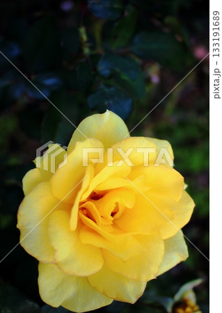 黄色いバラの花 133191689