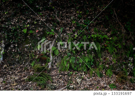 シダ植物 133191697