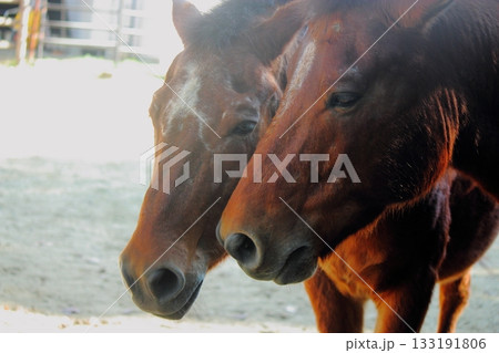 総合農事センターの動物ふれあいゾーン 【仲良しの馬】 133191806