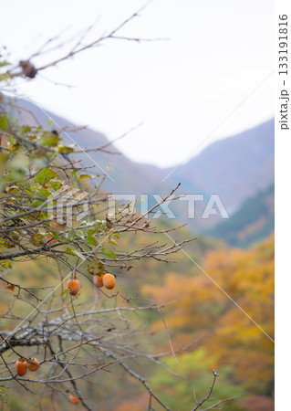 日本の里山のイメージ　柿と紅葉 133191816