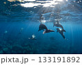 澄んだ海中を泳ぐ野生のイルカ達 133191892