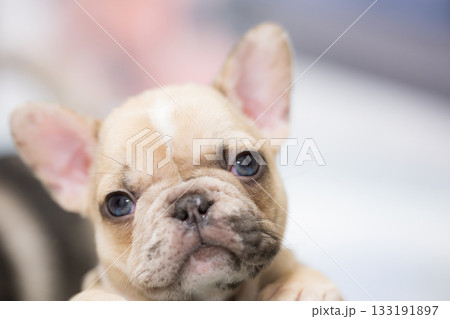 フレンチブルドッグのミックスの赤ちゃん 133191897