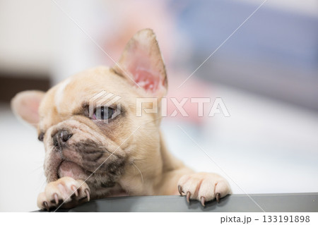 フレンチブルドッグのミックスの赤ちゃん 133191898