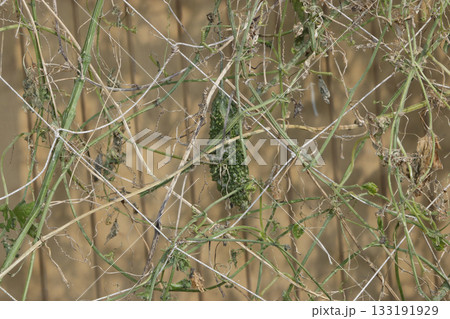 ゴーヤ栽培の撤収 133191929