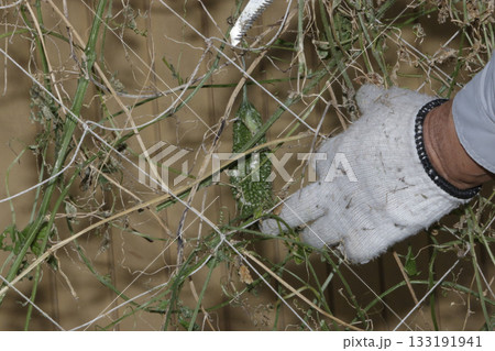 ゴーヤ栽培の撤収 ゴーヤ栽培の撤収 133191941