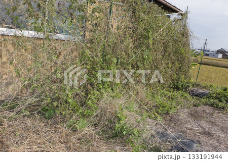 ゴーヤ栽培の撤収 ゴーヤ栽培の撤収 133191944