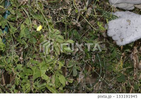 ゴーヤ栽培の撤収 133191945