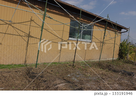 ゴーヤ栽培の撤収 133191946