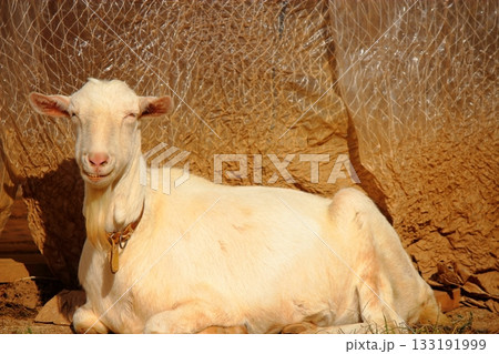 総合農事センターの動物ふれあいゾーン 【笑うヤギ】 133191999