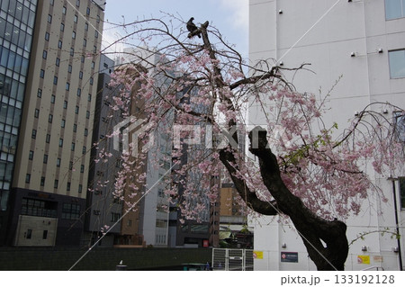 東京の桜 東京の桜 133192128