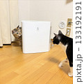 加湿器とキジ猫と白黒猫 133192191