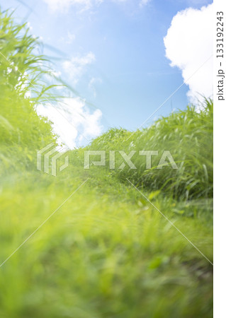キラキラ新緑の散歩道と夏空 奥大山 キラキラ新緑の散歩道と夏空 奥大山 133192243