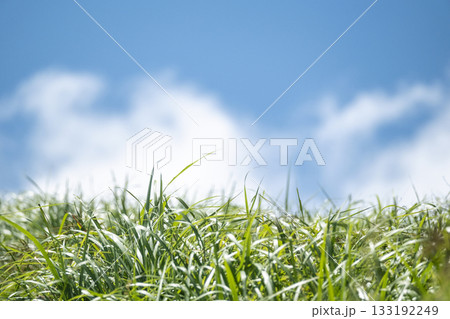 キラキラ新緑の散歩道と夏空 奥大山 キラキラ新緑の散歩道と夏空 奥大山 133192249
