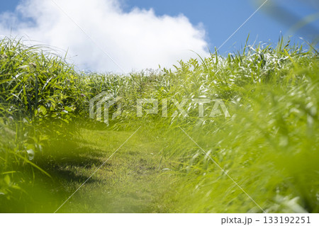 キラキラ新緑の散歩道と夏空　奥大山 133192251