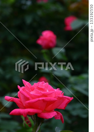 花の女王 133192550