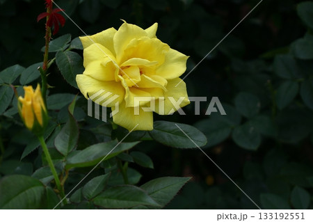 花の女王 133192551