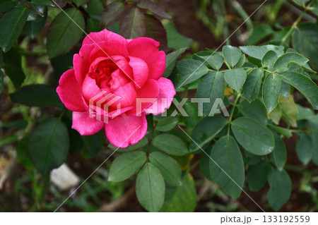 花の女王 花の女王 133192559