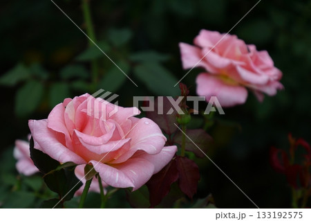 花の女王 花の女王 133192575