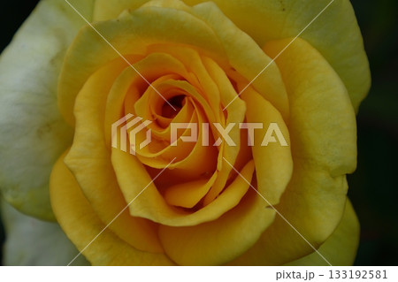 花の女王 133192581