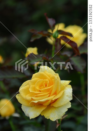 花の女王 花の女王 133192582