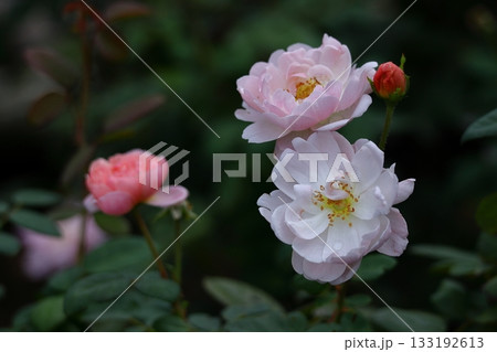花の女王 花の女王 133192613