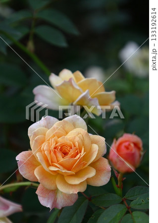 花の女王 花の女王 133192614