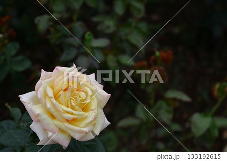 花の女王 花の女王 133192615