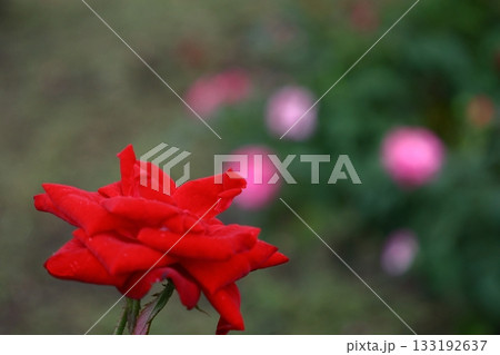 花の女王 花の女王 133192637