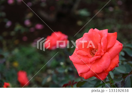 花の女王 133192638