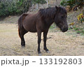 都井岬のミサキウマ（宮崎県串間市大納） 133192803