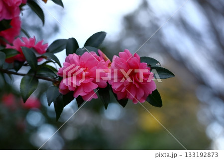 冬の寒空に咲く 133192873
