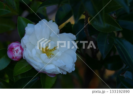 冬の寒空に咲く 133192890