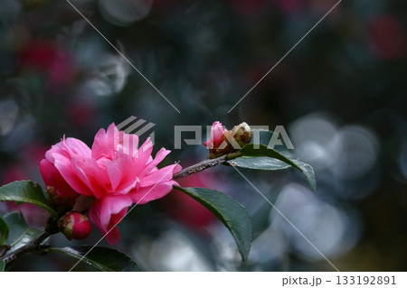 冬の寒空に咲く 133192891