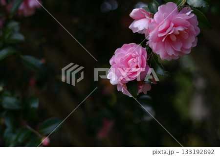 冬の寒空に咲く 133192892