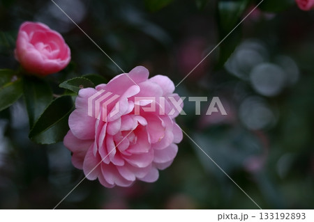 冬の寒空に咲く 133192893