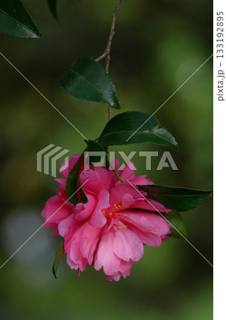 冬の寒空に咲く 冬の寒空に咲く 133192895