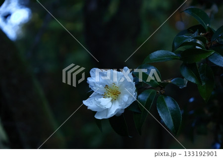 冬の寒空に咲く 冬の寒空に咲く 133192901