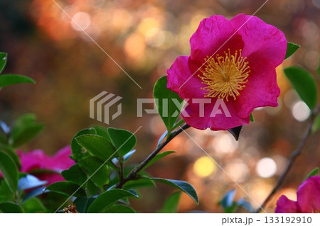 冬の寒空に咲く 133192910