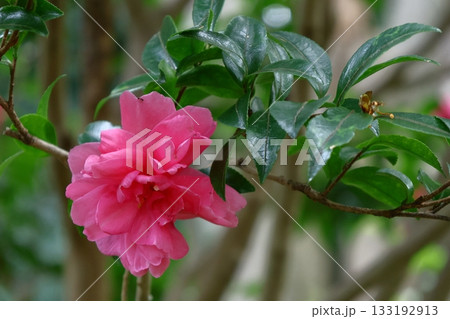 冬の寒空に咲く 133192913