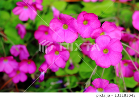 フヨウカタバミのピンクの花 133193045